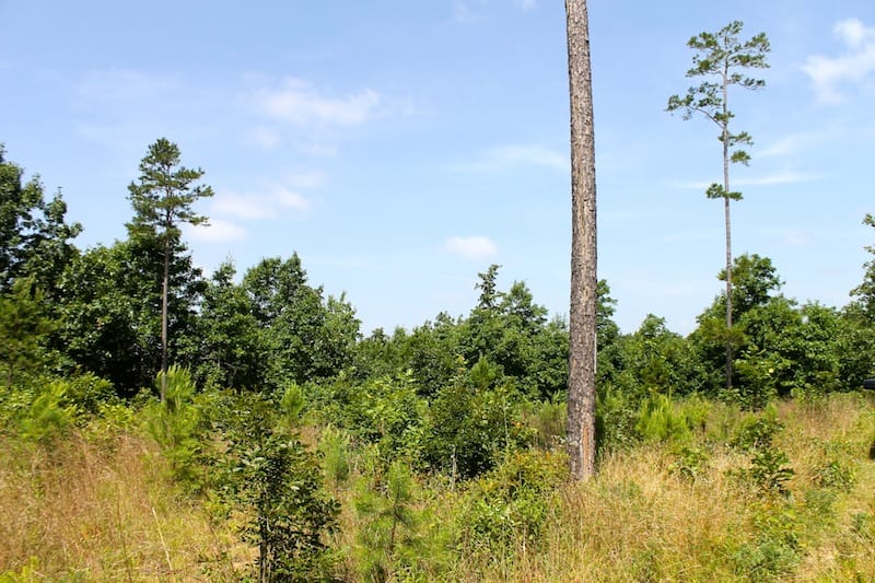 Green Mountain Ranch Tract 28 photo 2