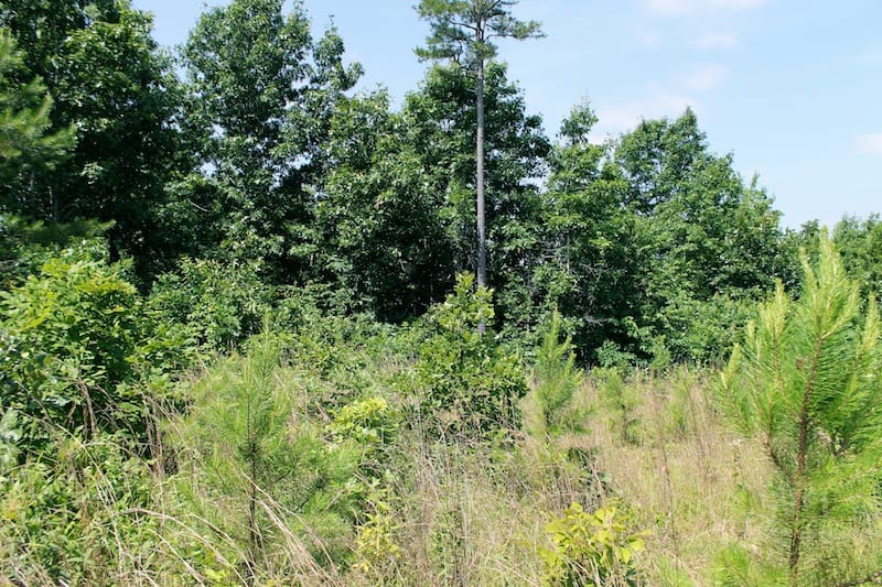 Green Mountain Ranch Tract 28 photo 3