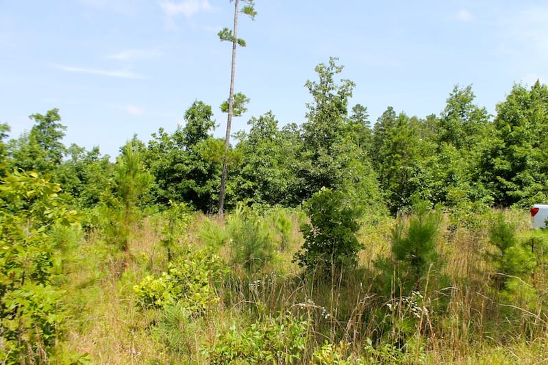Green Mountain Ranch Tract 28 photo 4