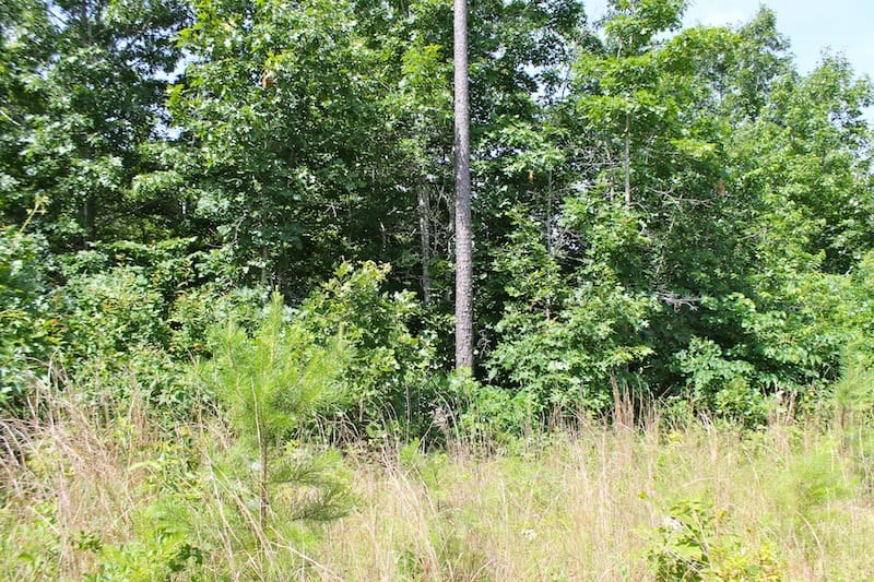Green Mountain Ranch Tract 28 photo 5