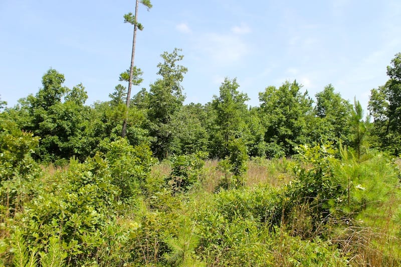 Green Mountain Ranch Tract 28 photo 7