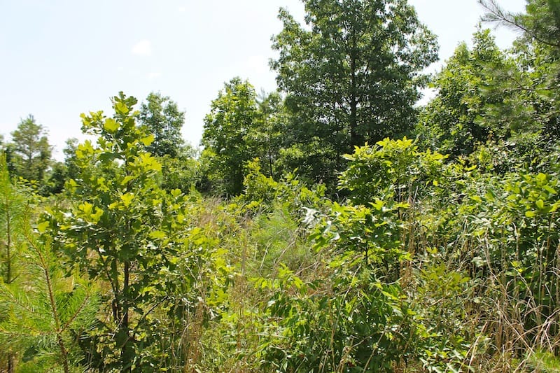 Green Mountain Ranch Tract 28 photo 8