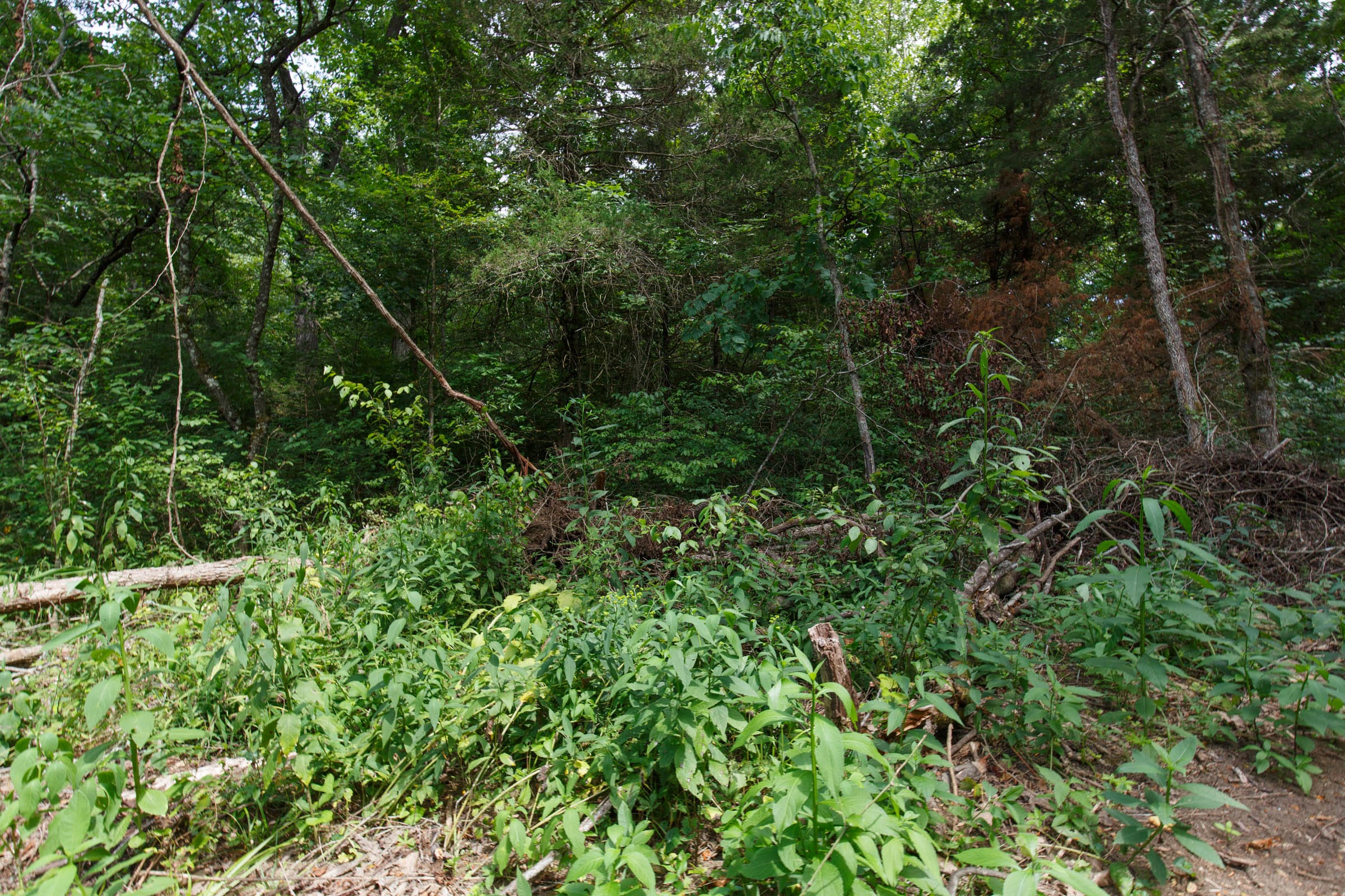 Wildwood Tract 22 photo 5