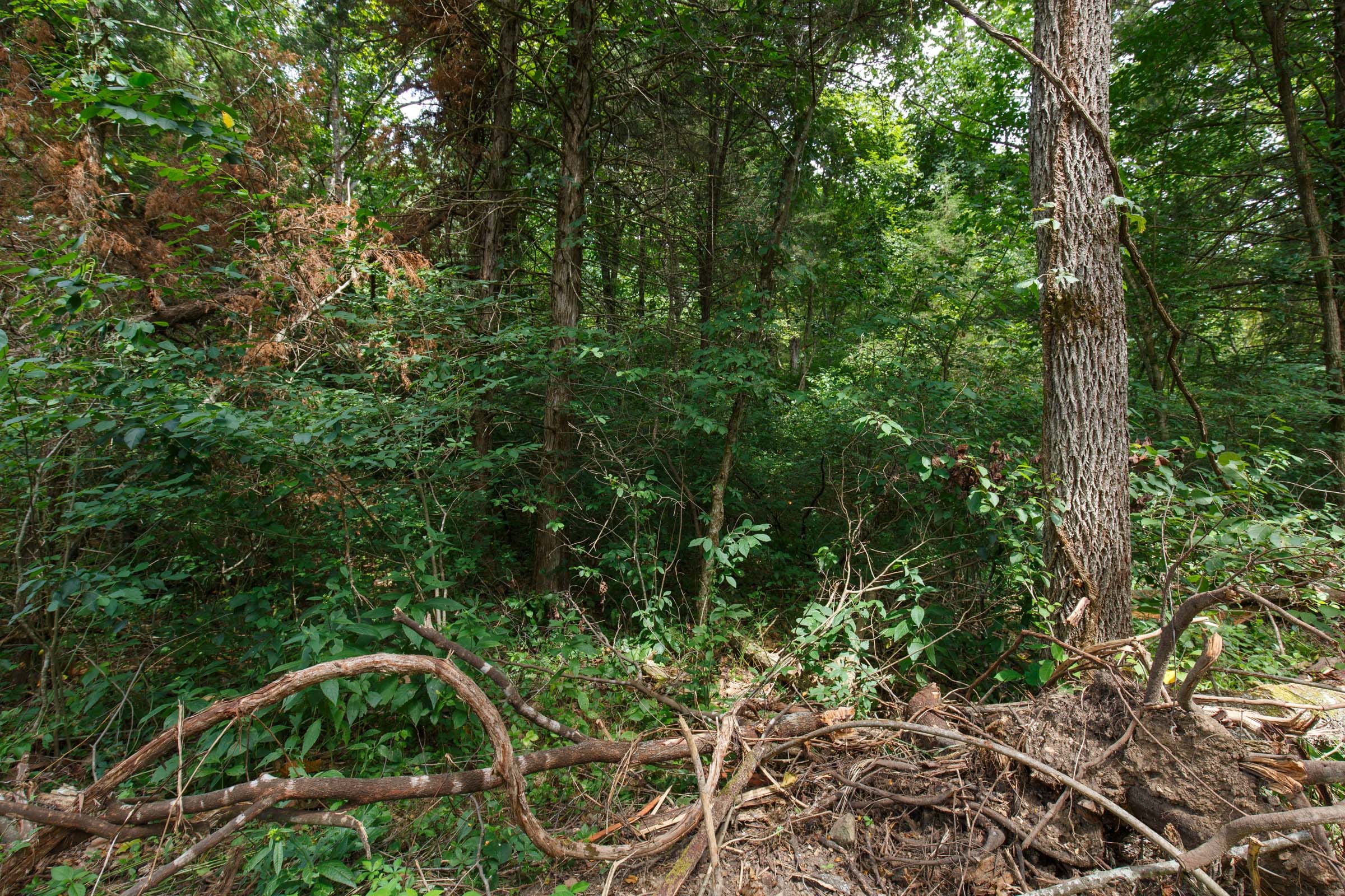 Wildwood Tract 22 photo 3