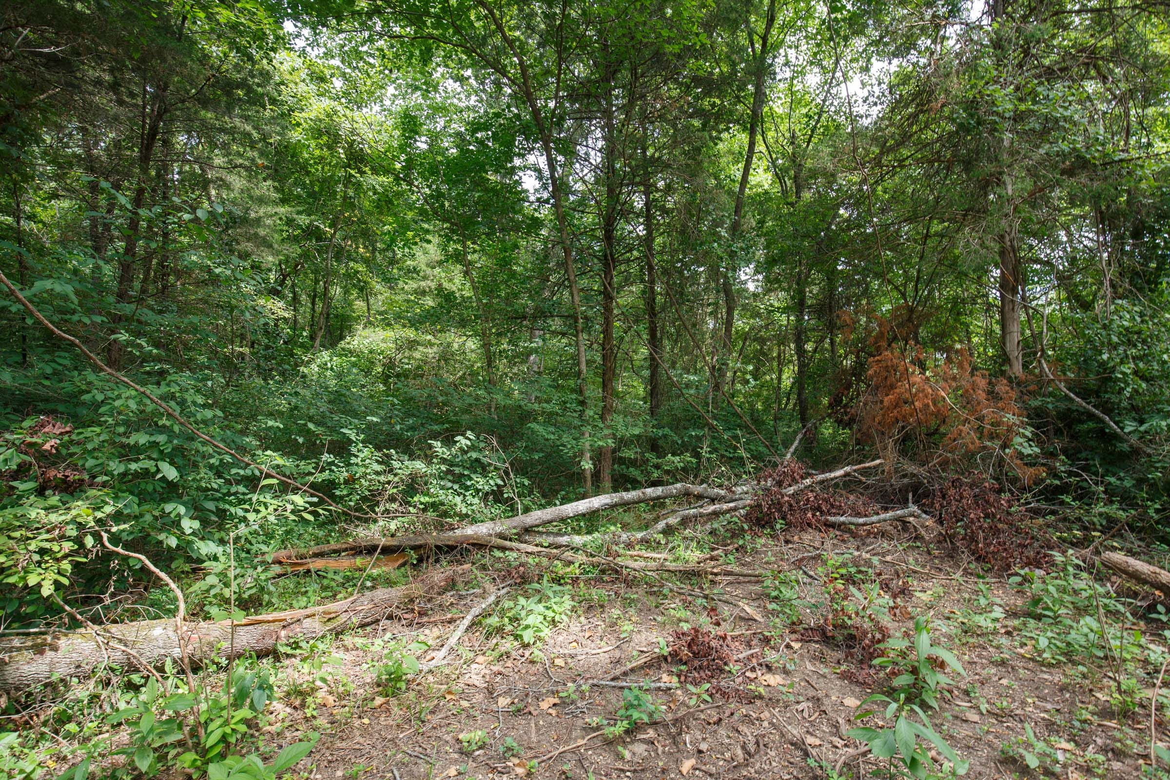 Wildwood Tract 22 photo 6