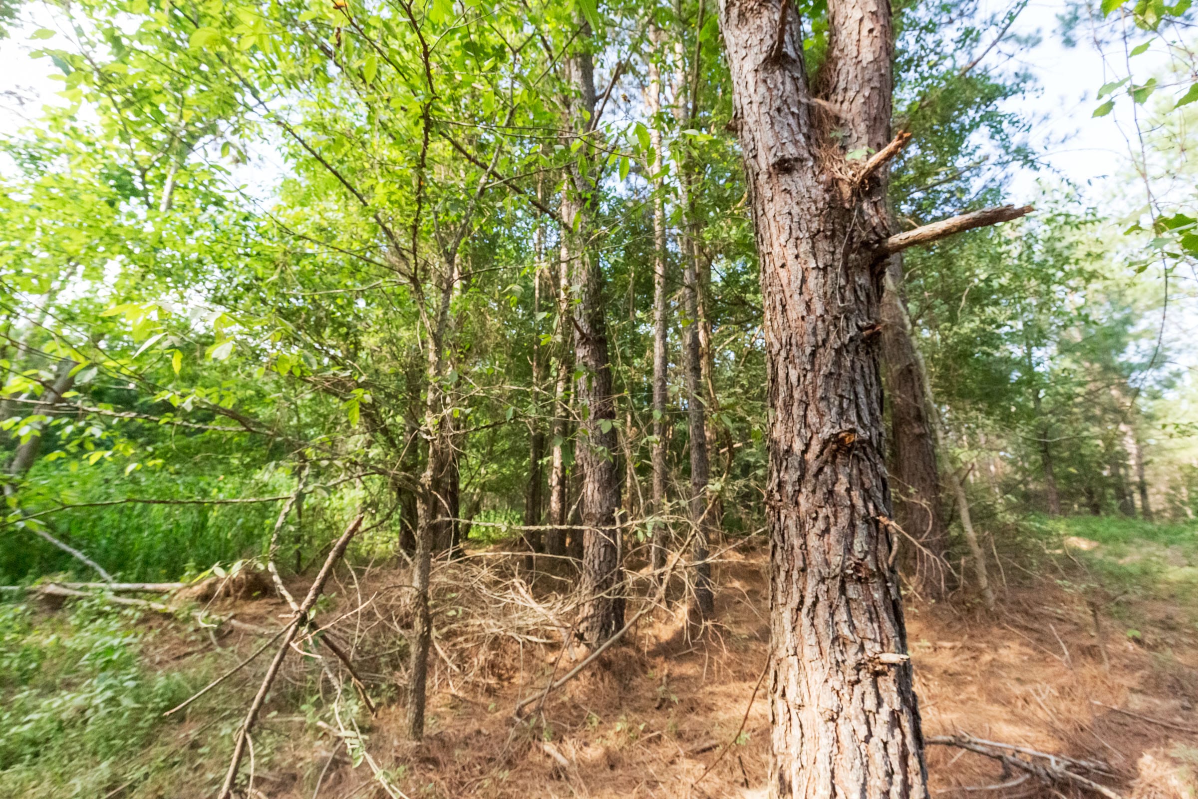 Whiskey Ridge Tract 71 photo 3