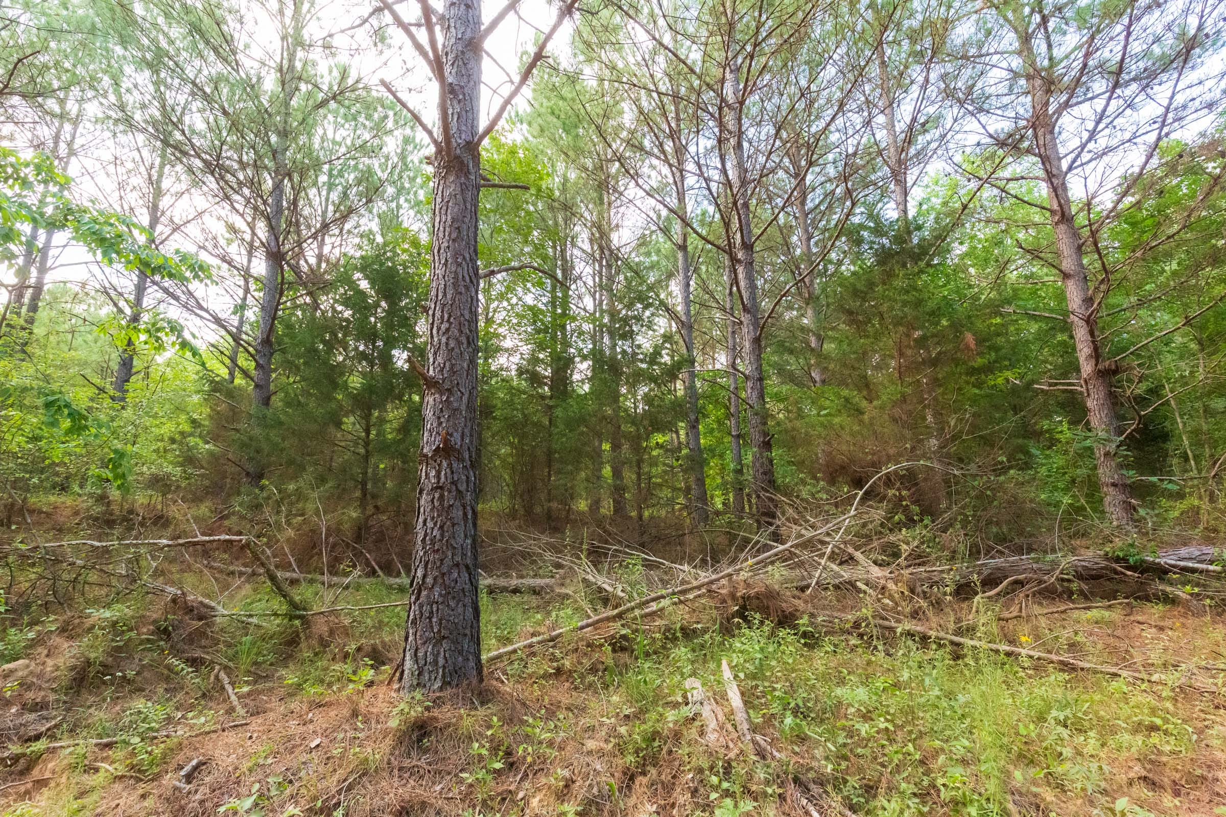 Whiskey Ridge Tract 71 photo 6
