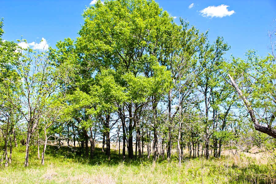 Saddlebrook Ranch Tract 33 photo 6