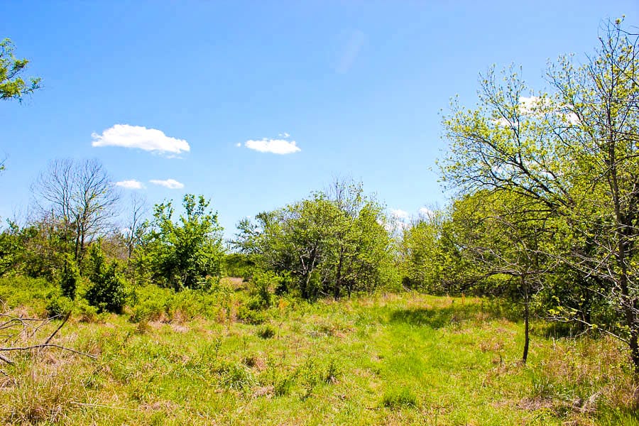Saddlebrook Ranch Tract 33 photo 7