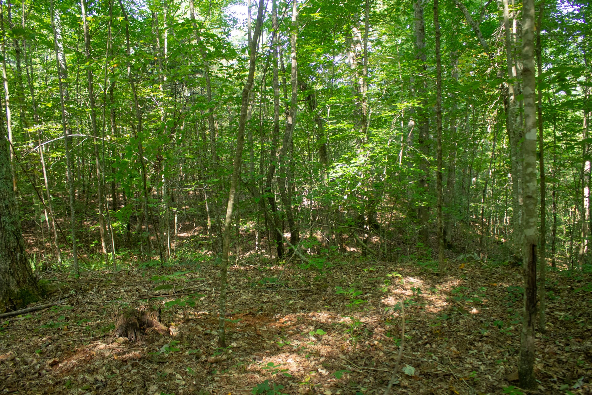 Bluegrass Ridge Tract 5 photo 3