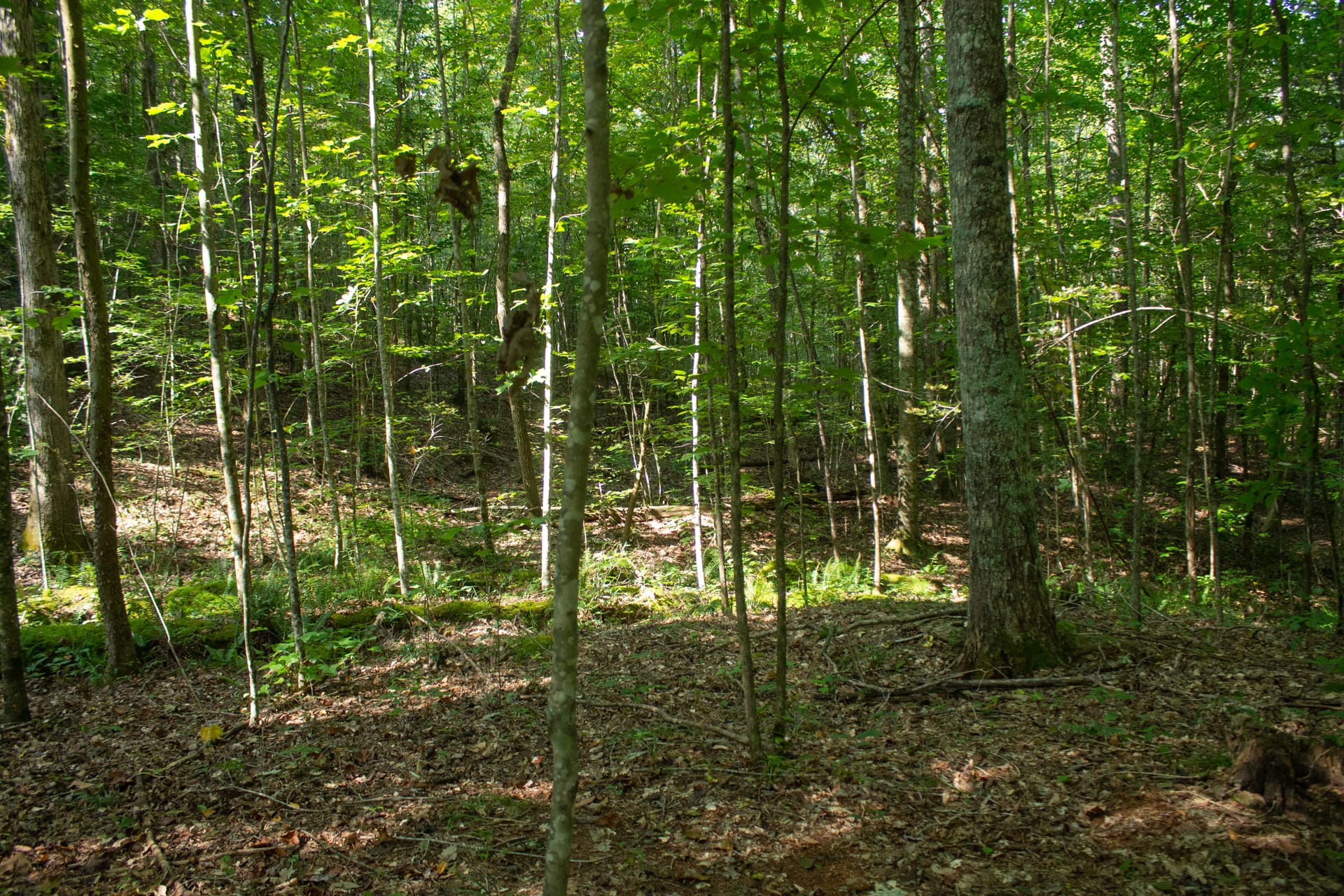Bluegrass Ridge Tract 5 photo 4