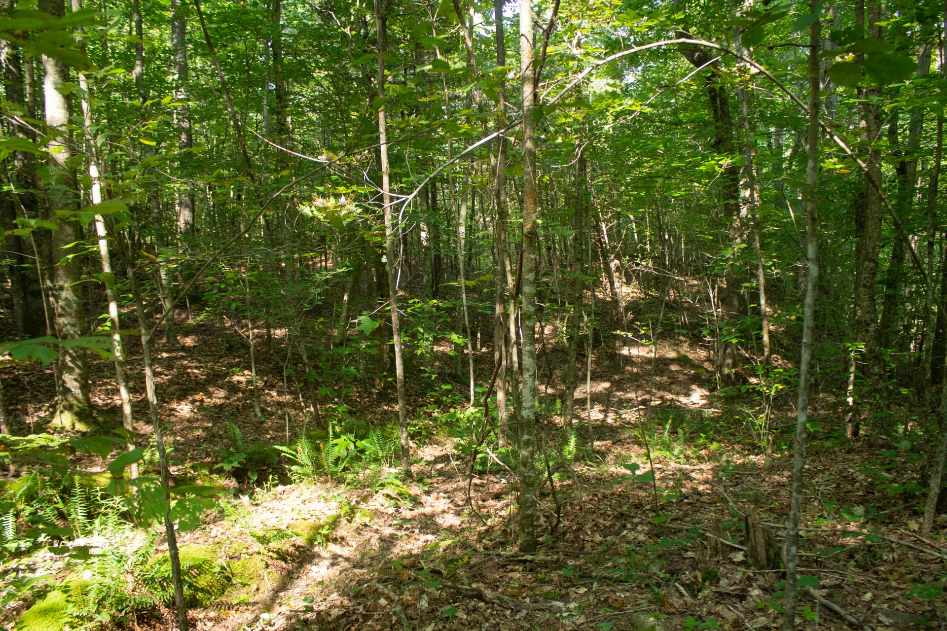 Bluegrass Ridge Tract 5 photo 5