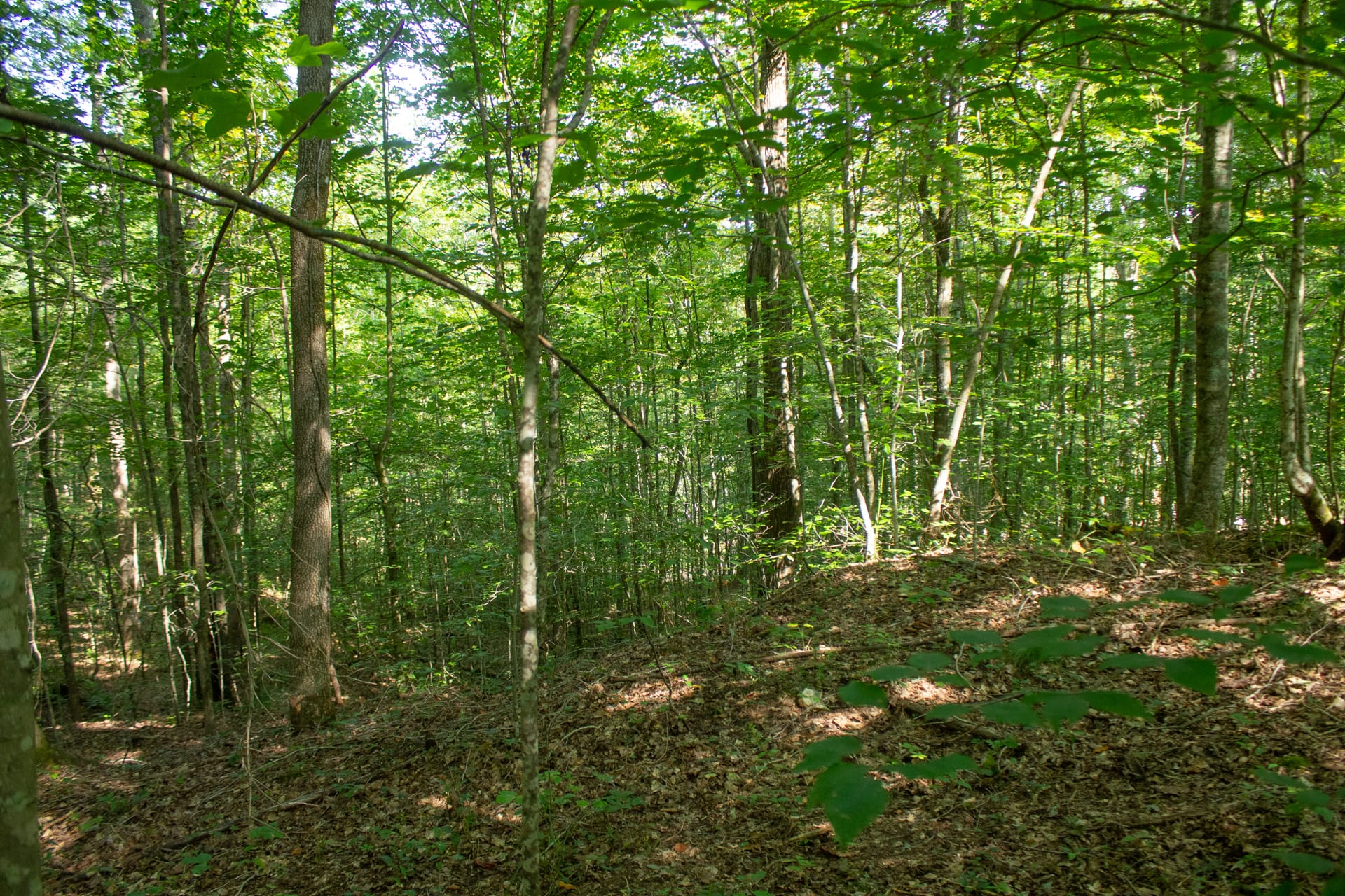 Bluegrass Ridge Tract 5 photo 6