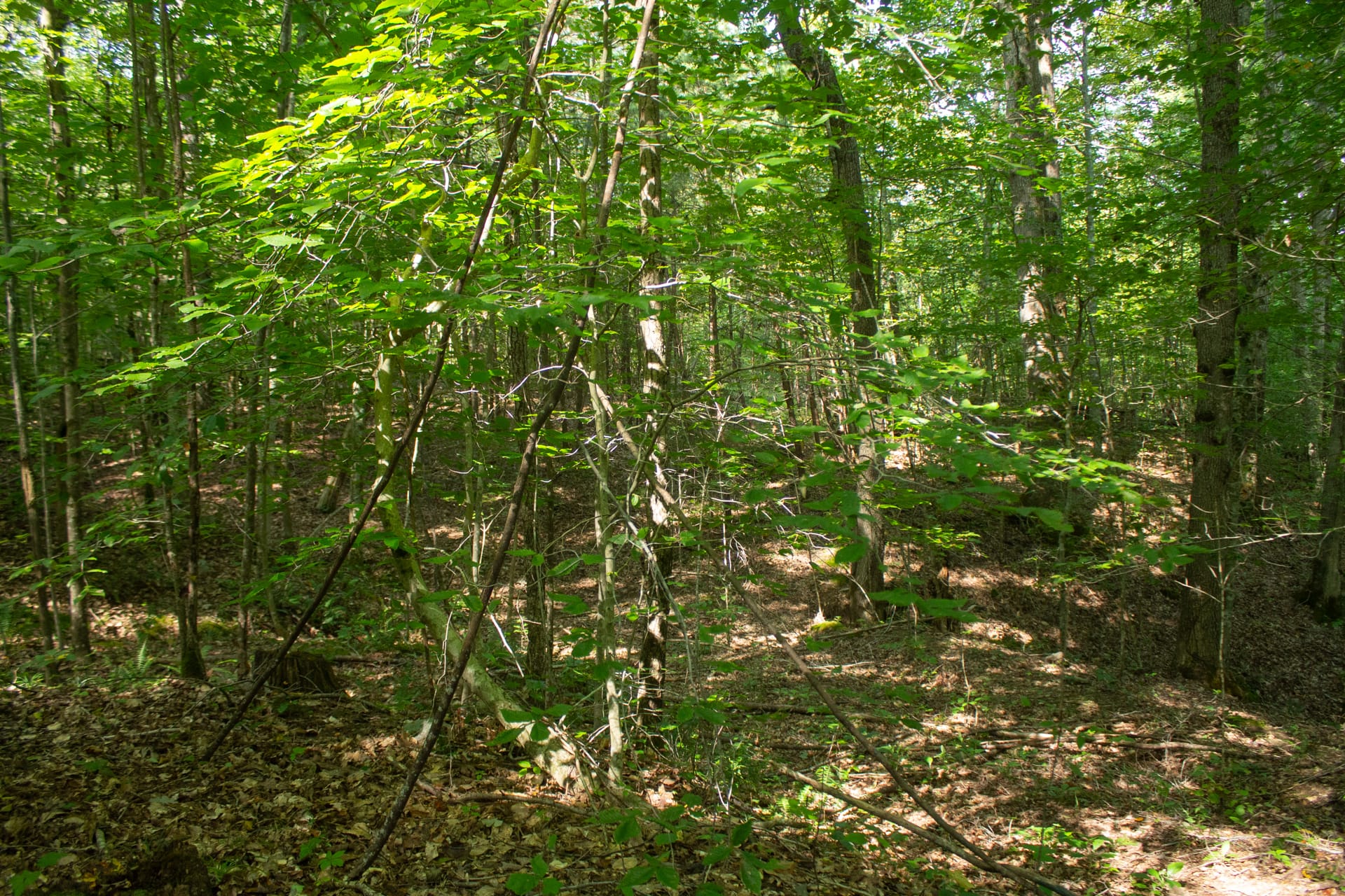 Bluegrass Ridge Tract 5 photo 8