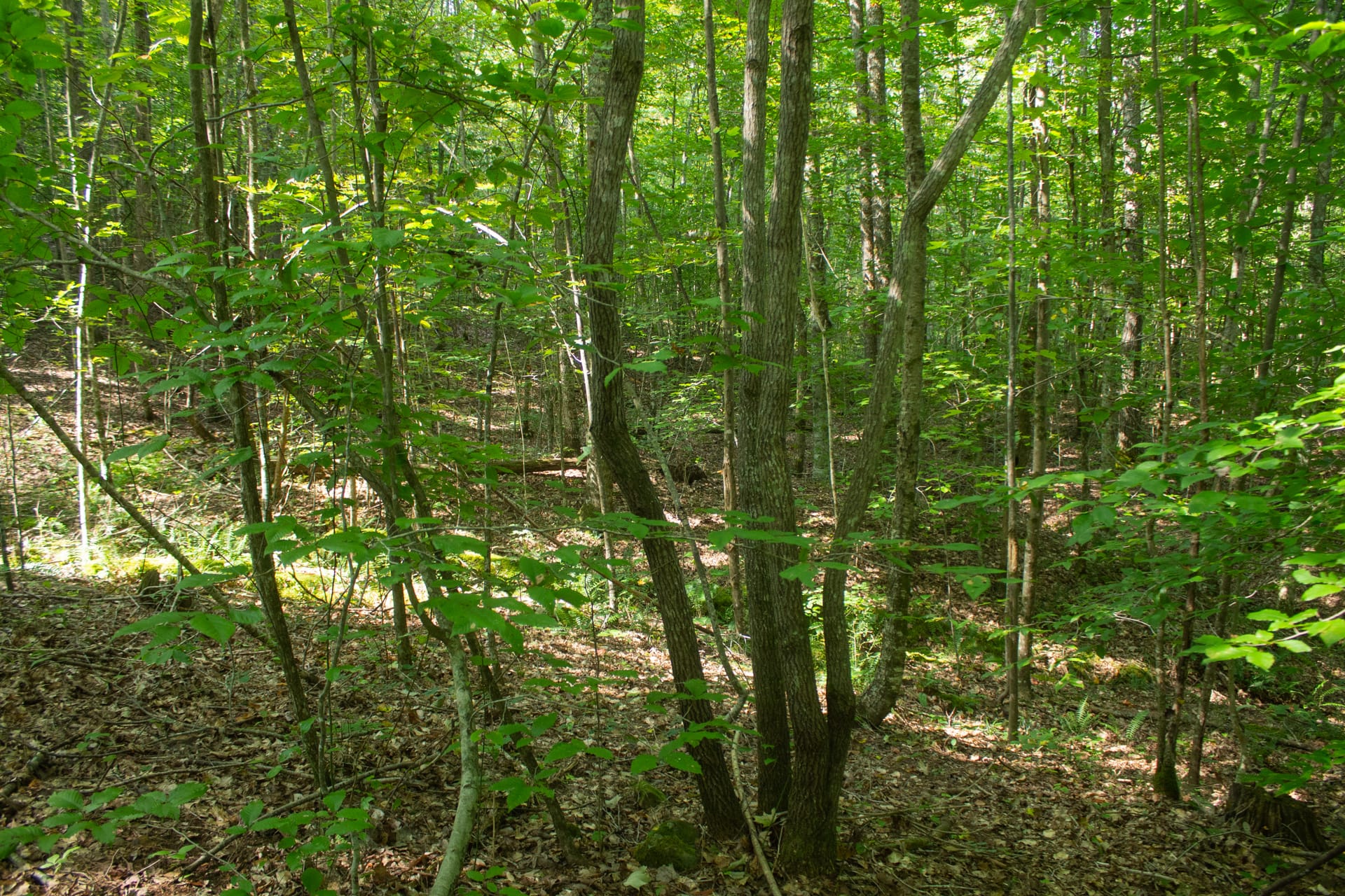 Bluegrass Ridge Tract 5 photo 9