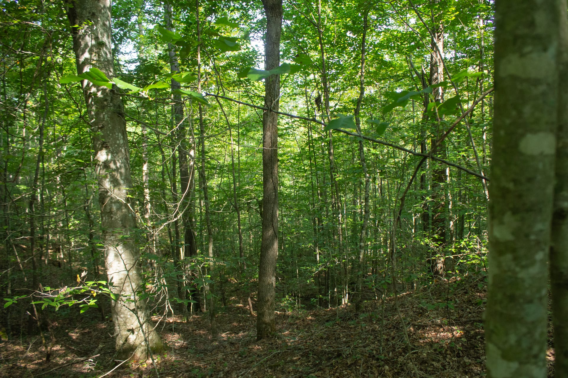 Bluegrass Ridge Tract 5 photo 10