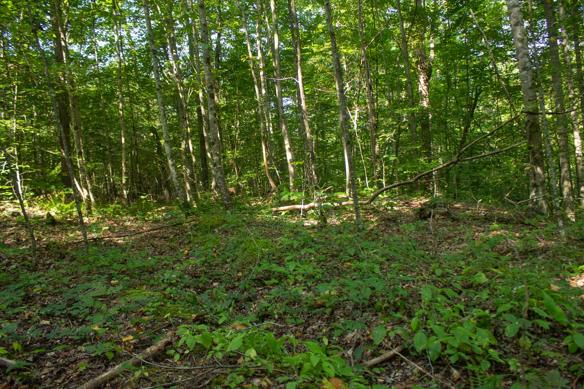 Bluegrass Ridge Tract 5 photo 11