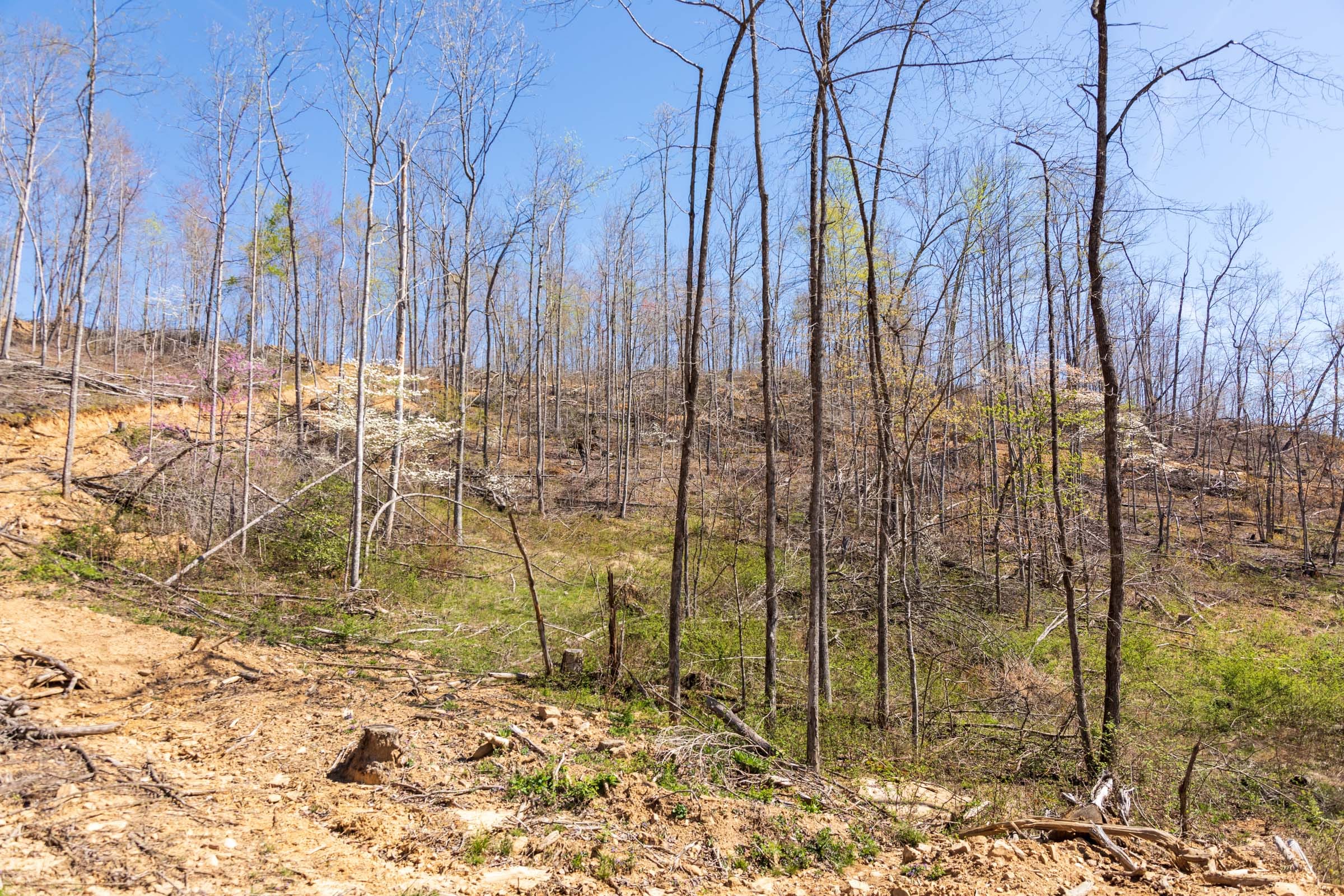 Creek Hollow Phase I Tract 47 photo 6