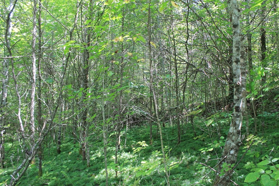 Cumberland Ridge Ranch Tract 11 photo 3