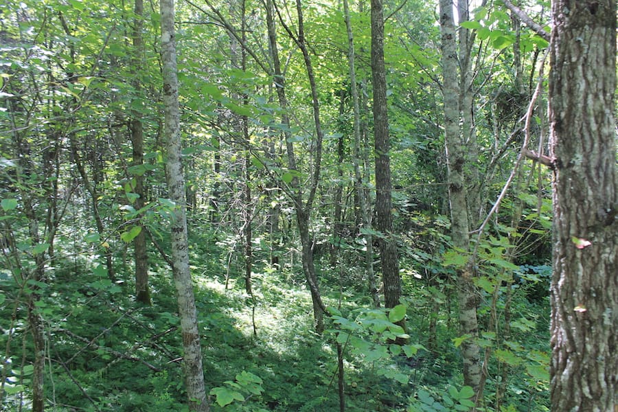Cumberland Ridge Ranch Tract 11 photo 4
