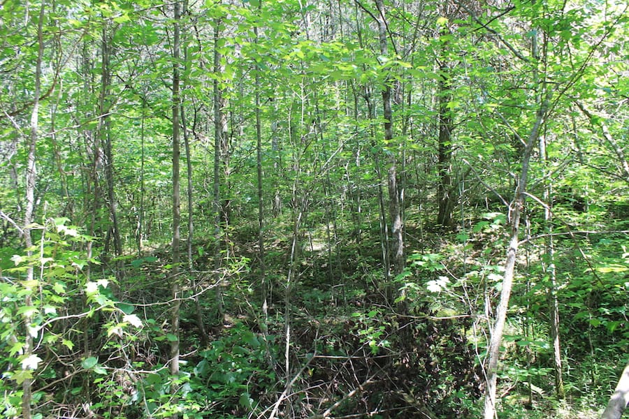 Cumberland Ridge Ranch Tract 11 photo 6