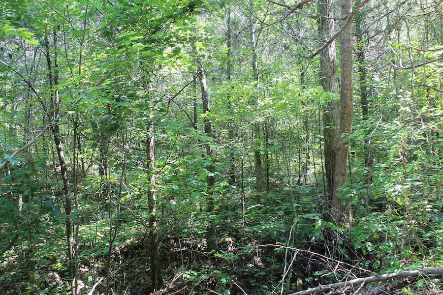 Cumberland Ridge Ranch Tract 11 photo 7
