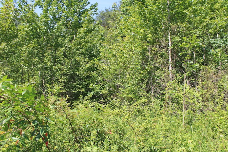 Cumberland Ridge Ranch Tract 11 photo 8