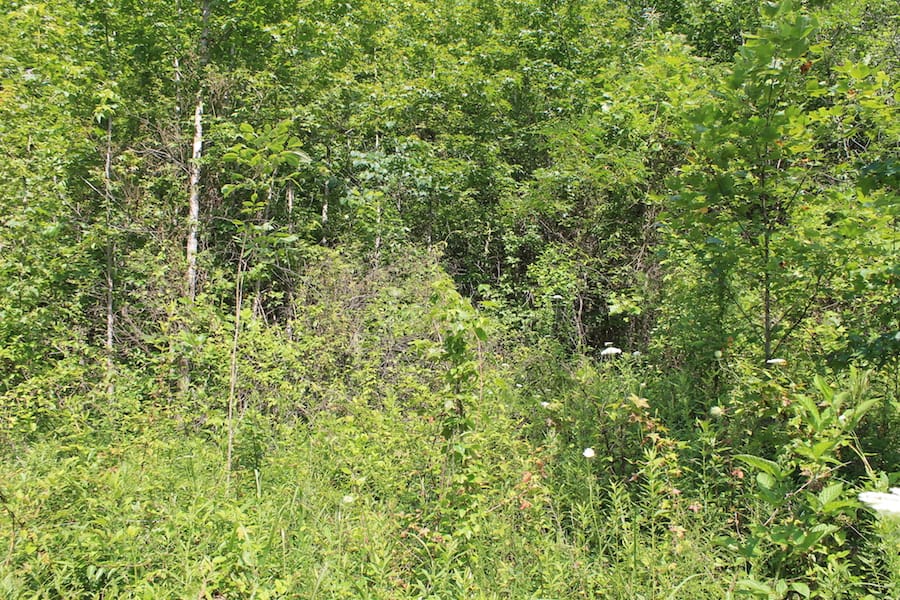 Cumberland Ridge Ranch Tract 11 photo 9