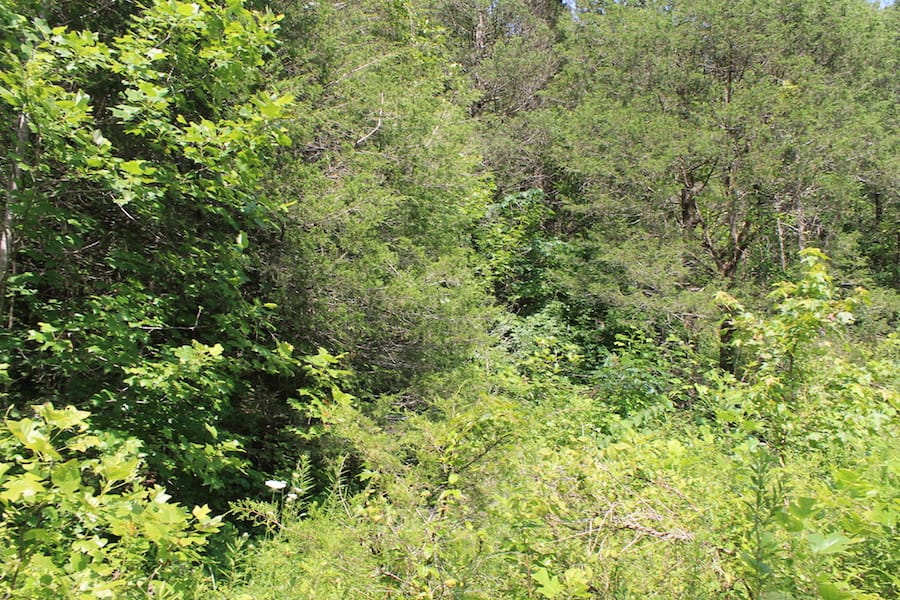Cumberland Ridge Ranch Tract 11 photo 13