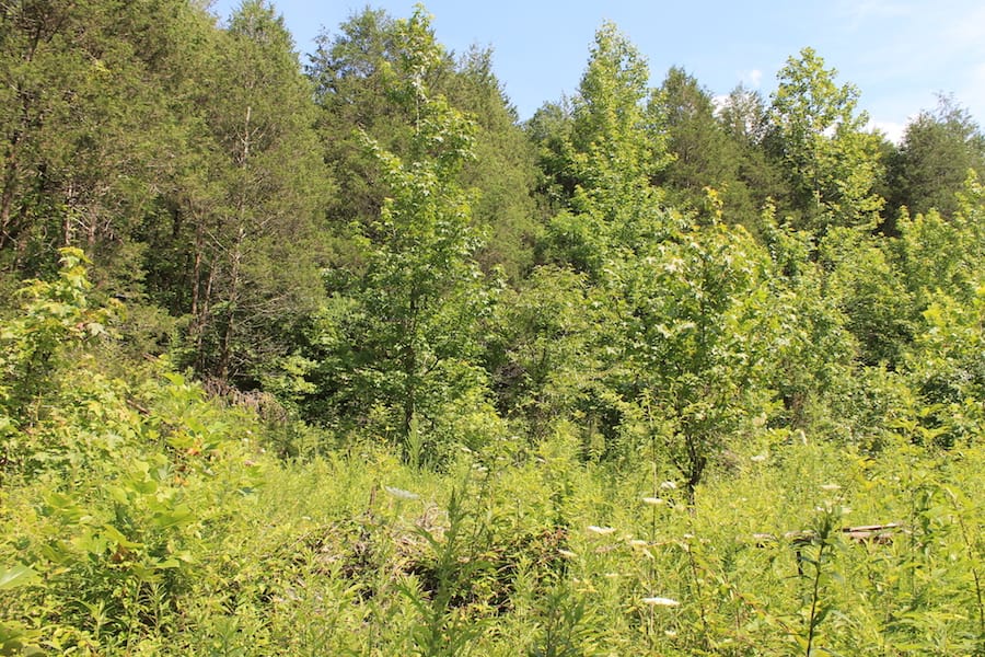 Cumberland Ridge Ranch Tract 11 photo 14