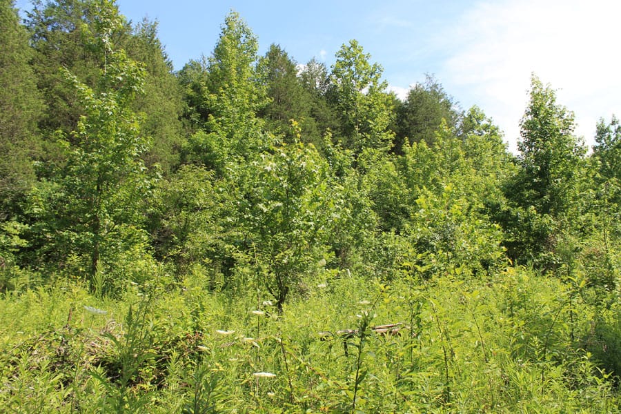 Cumberland Ridge Ranch Tract 11 photo 15