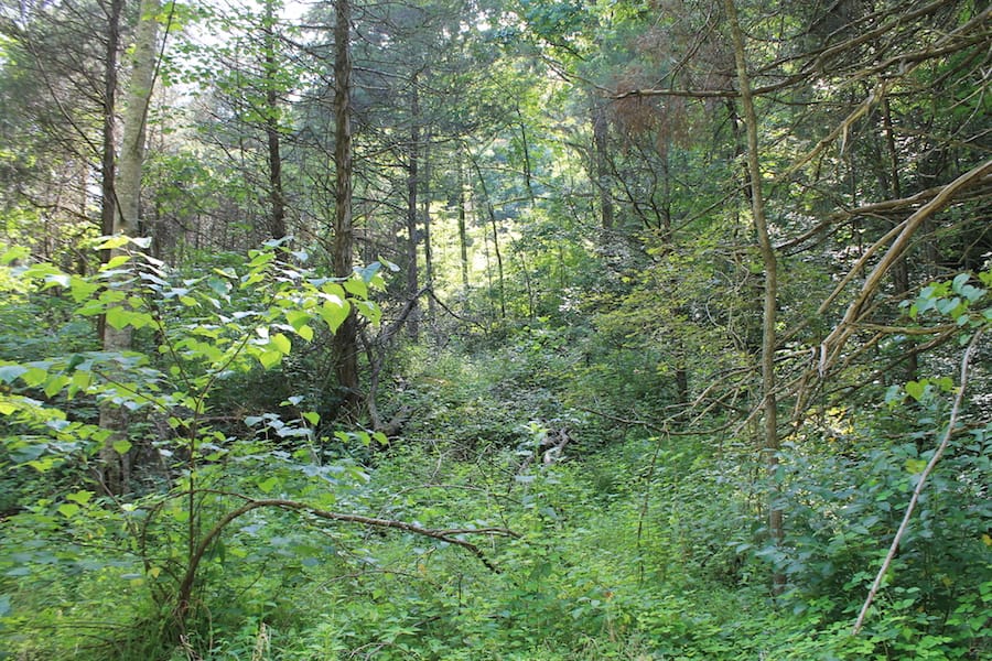 Cumberland Ridge Ranch Tract 11 photo 17