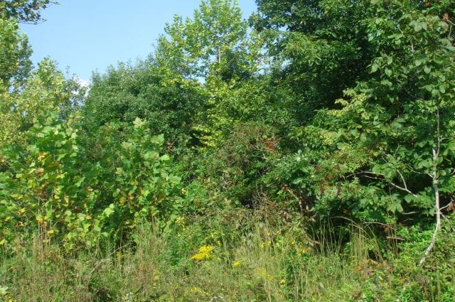 Sugartree Falls Tract 14 photo 2