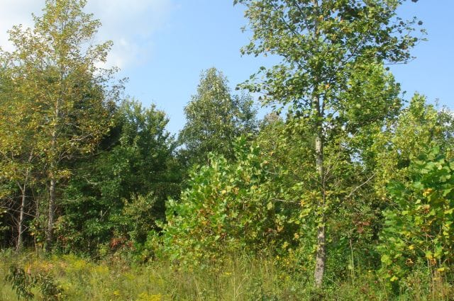 Sugartree Falls Tract 14 photo 3