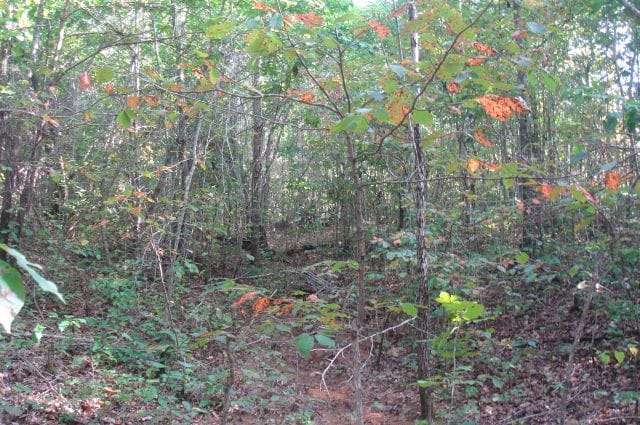 Sugartree Falls Tract 14 photo 5