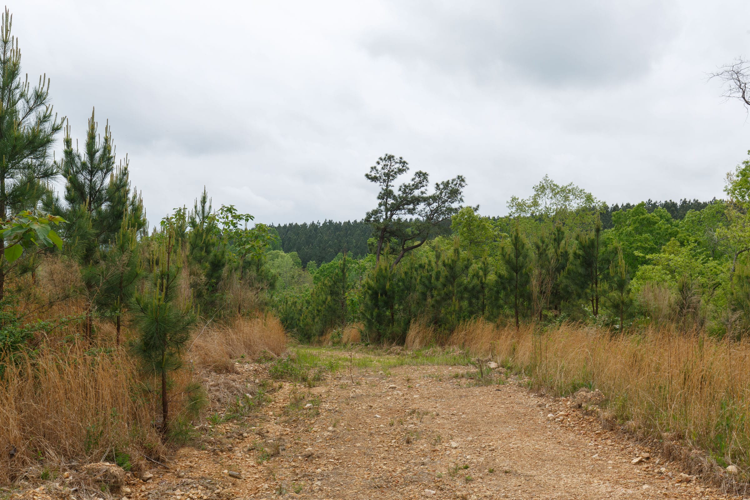 Red Barn Ranch Tract 45 photo 2