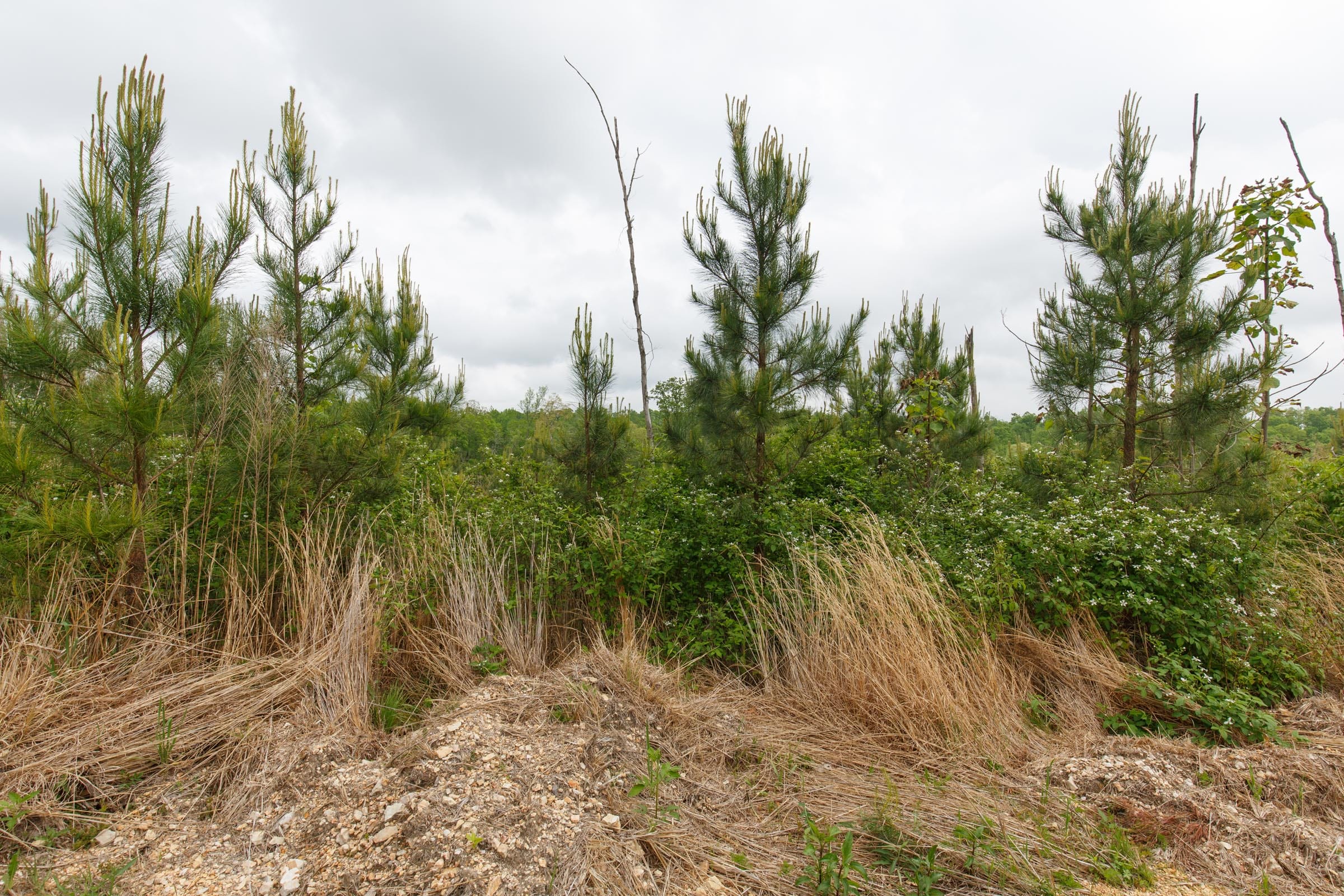 Red Barn Ranch Tract 45 photo 7