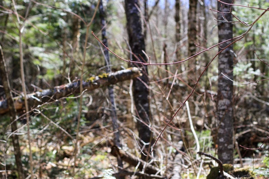 Pleasant Ridge Ranch Tract 2 photo 2
