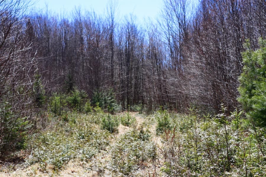 Pleasant Ridge Ranch Tract 2 photo 6