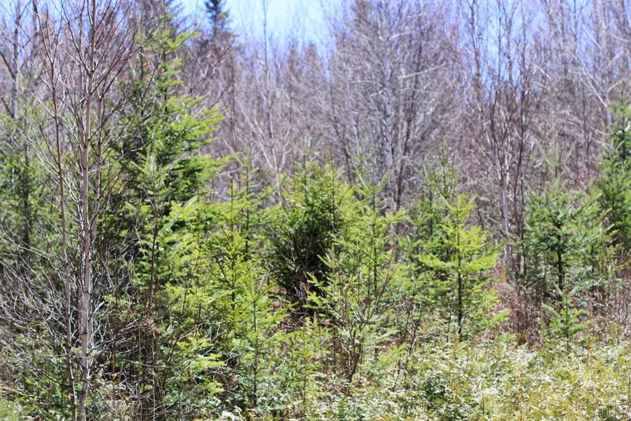 Pleasant Ridge Ranch Tract 2 photo 8