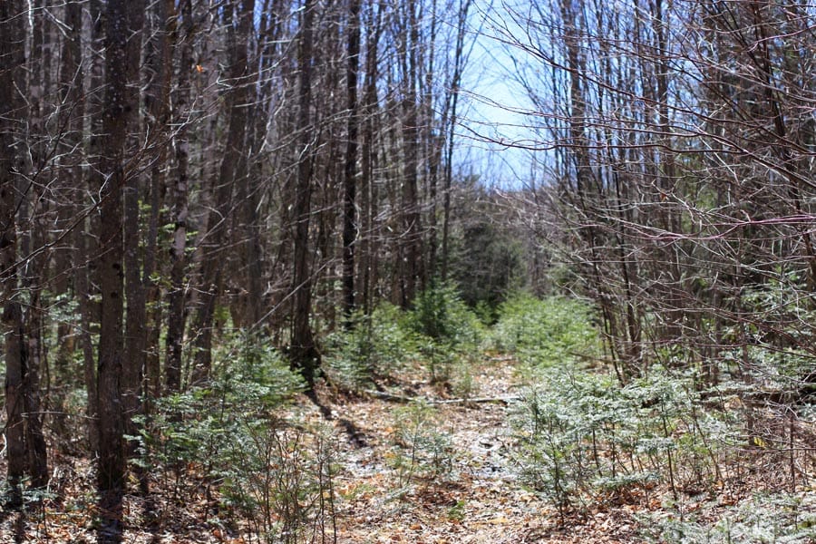 Pleasant Ridge Ranch Tract 2 photo 9