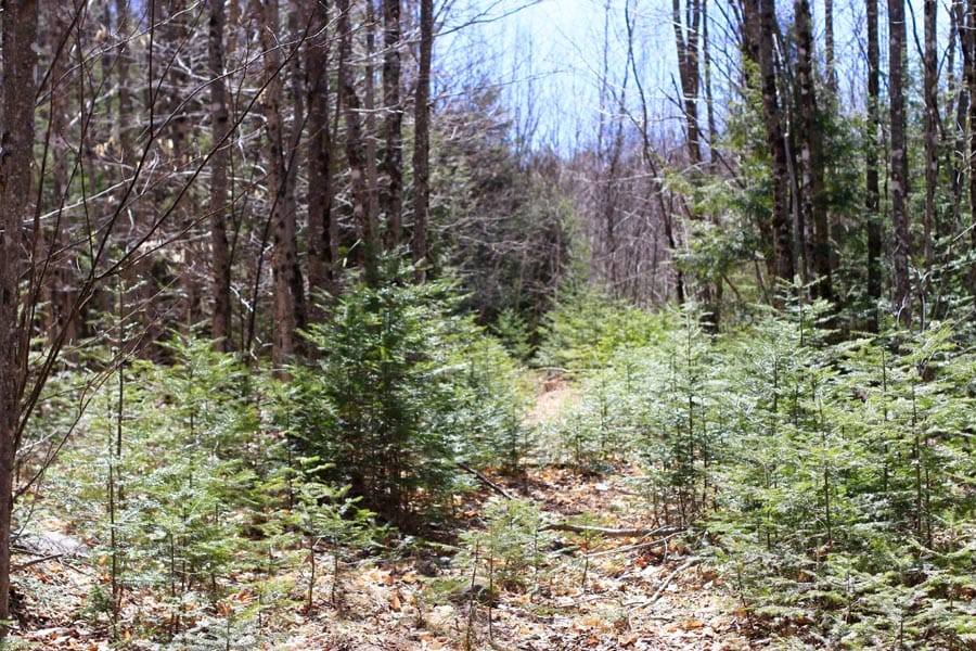 Pleasant Ridge Ranch Tract 2 photo 14