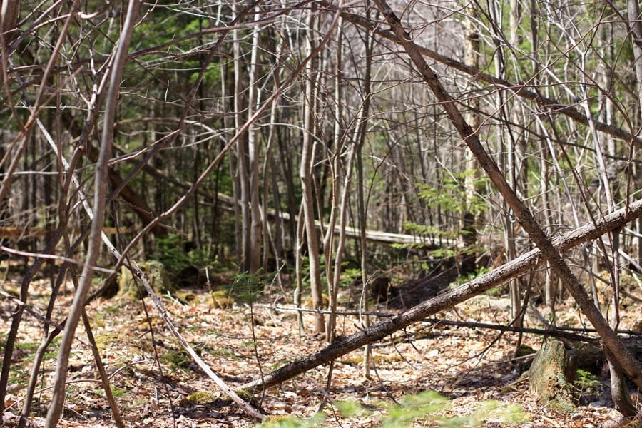 Pleasant Ridge Ranch Tract 2 photo 15