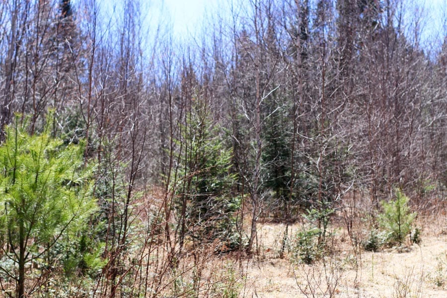 Pleasant Ridge Ranch Tract 2 photo 22