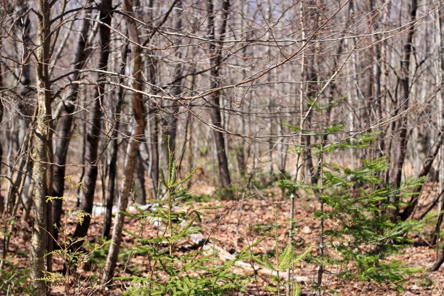 Pleasant Ridge Ranch Tract 2 photo 24