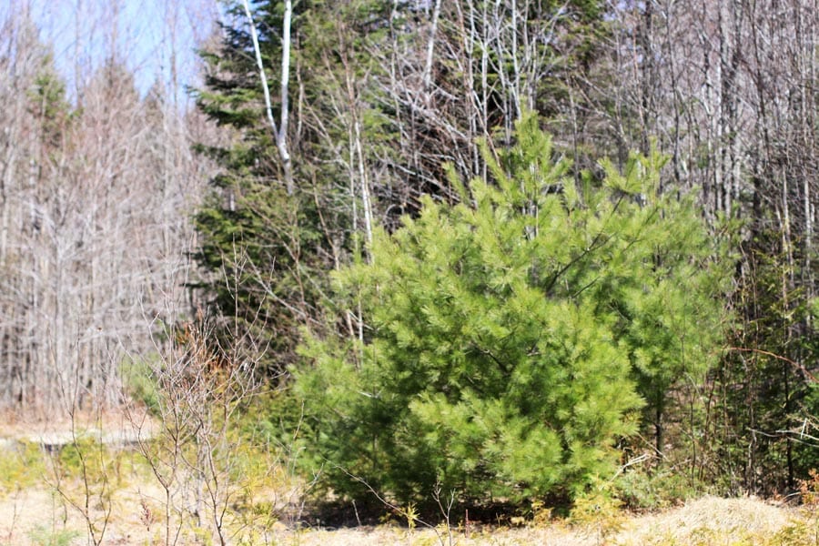 Pleasant Ridge Ranch Tract 2 photo 25