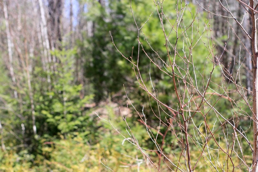Pleasant Ridge Ranch Tract 2 photo 26