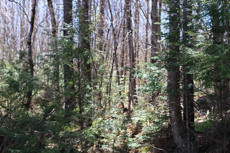 Pleasant Ridge Ranch Tract 2 photo 30