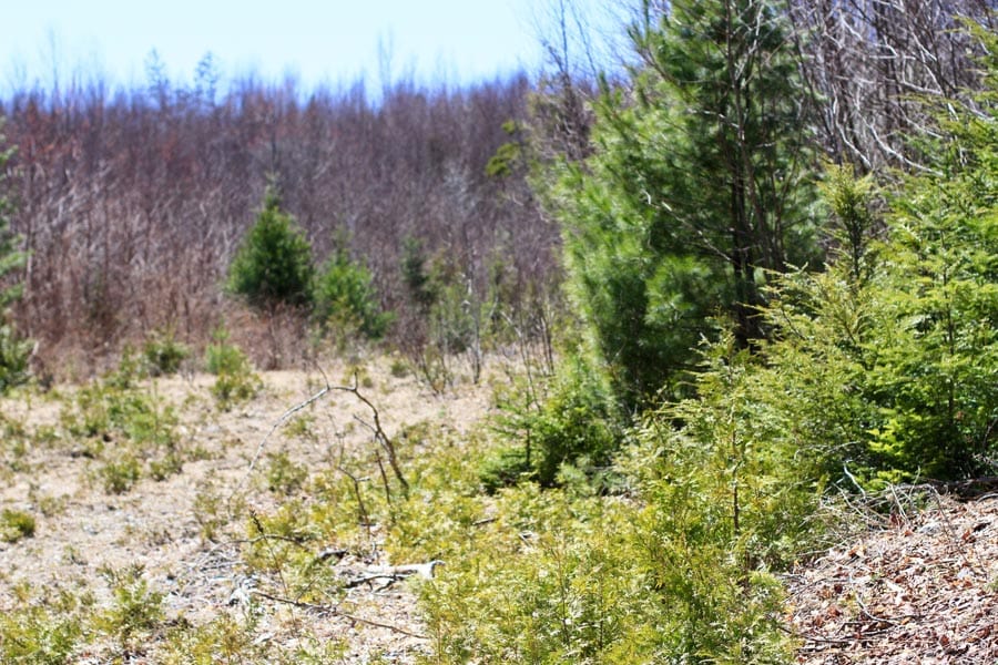 Pleasant Ridge Ranch Tract 2 photo 31