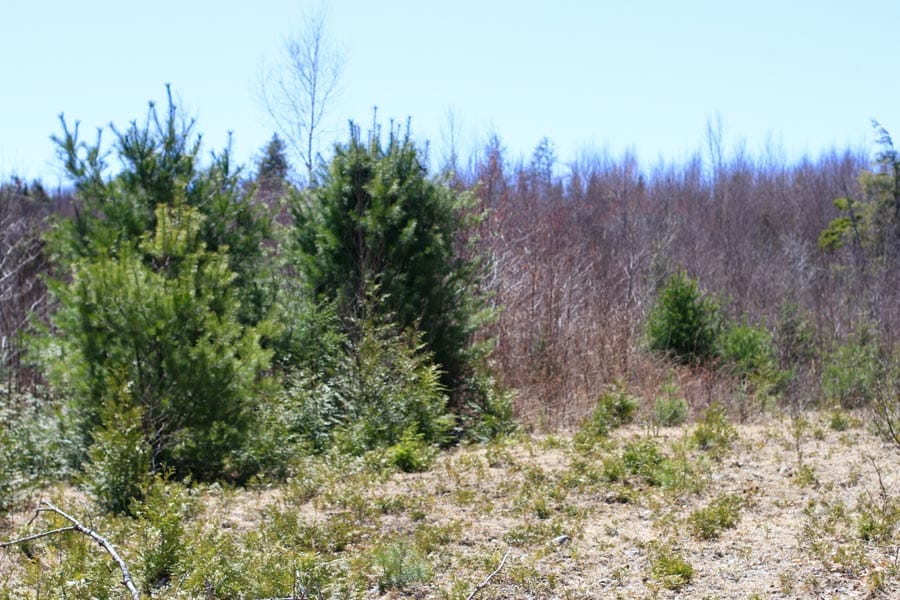 Pleasant Ridge Ranch Tract 2 photo 32